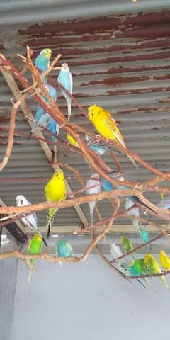 Budgies