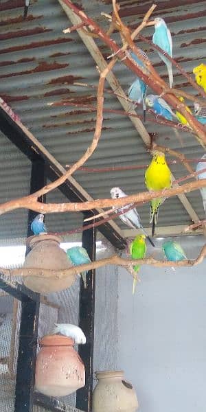 Budgies 4