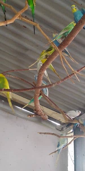 Budgies 5