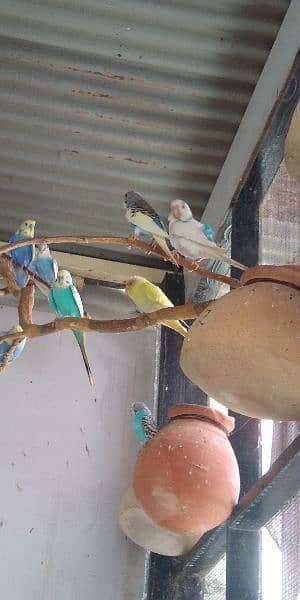 Budgies 7