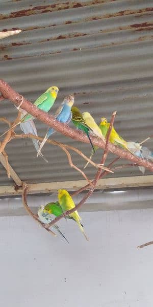 Budgies 8