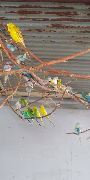 Budgies 10