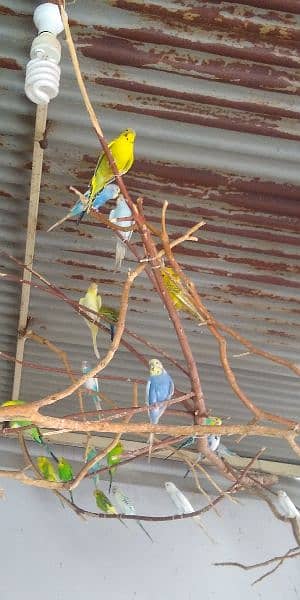 Budgies 11