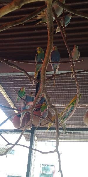 Budgies 13