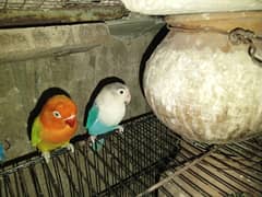 Euwing opaline split blue Lovebirds pair for sale exchange