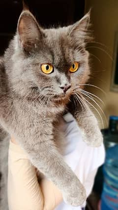 Persian Smoke Grey Cat Short Hair with free litter and feed pot