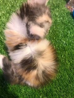 HIGH QUALITY CUTE CALICO PERSIAN KITTEN(032546_75700) whatsapp COD isb