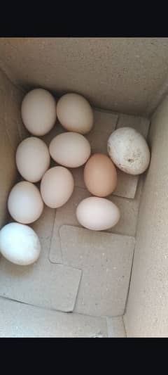 Heera paper white eggs blkul fresh available