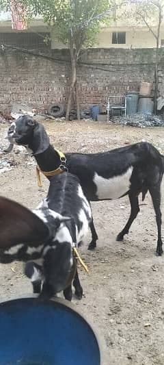 goat for sale | bakri sale