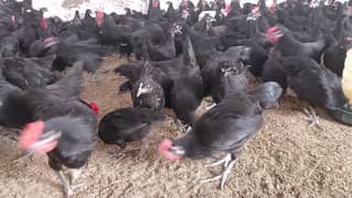 austrolop Australorp australop home breed eggs also available