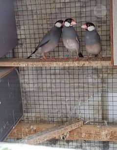 Gray java breedar pair   and Latino pasnata red eyes