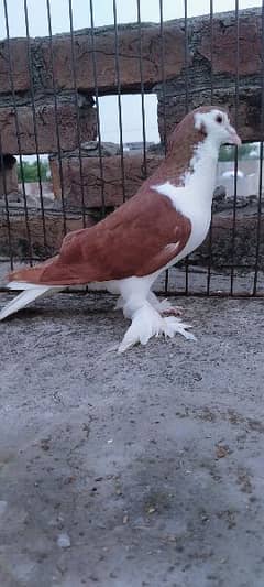 fancy pigeon