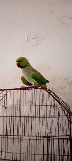 parrot