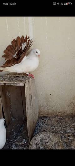 tail mark breeder pair red yellow tail