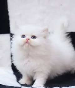 beautiful male kitten