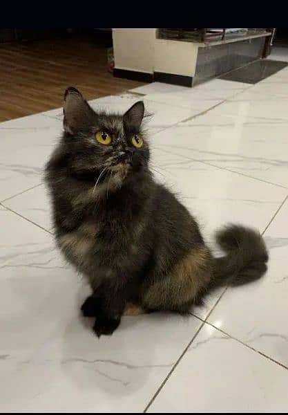 Pragnent Persian Female Cat for Sale 0