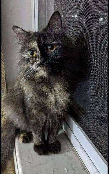 Pragnent Persian Female Cat for Sale 1