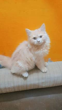 Selling persian kitten pair 0