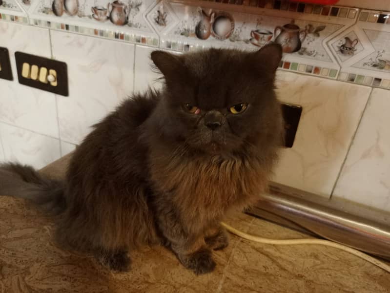 Persian Male Cat 0