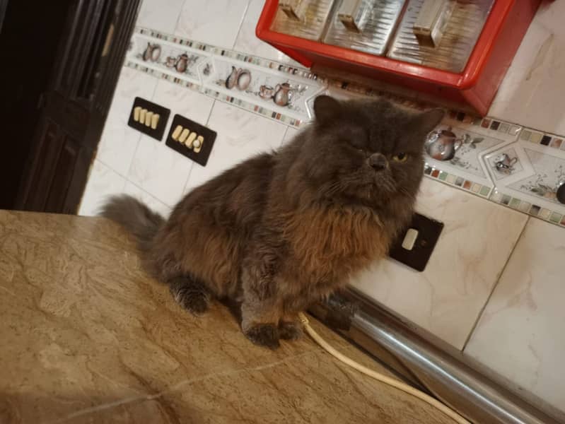 Persian Male Cat 1