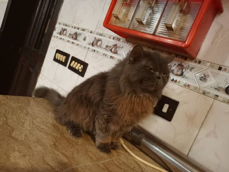 Persian Male Cat 3