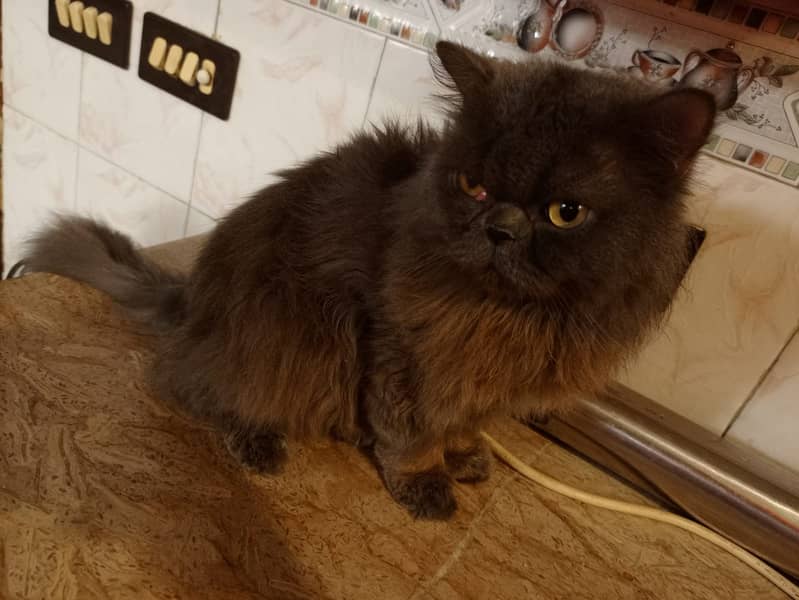 Persian Male Cat 4