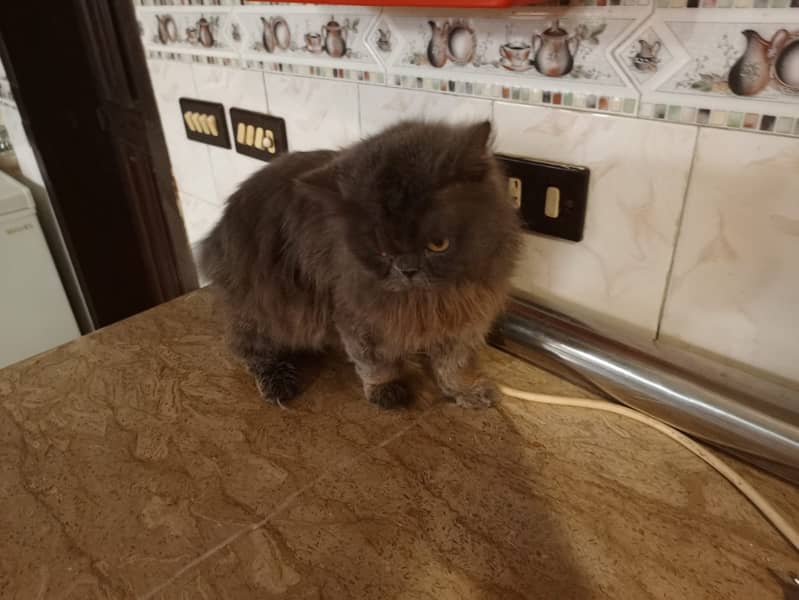 Persian Male Cat 5