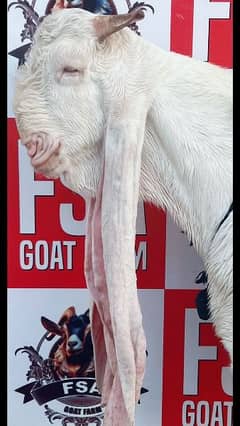 gulabi / goat / bakra / sindh breed /