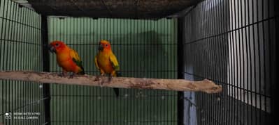 Sunconure Breedar pair With 2023 DNA 0