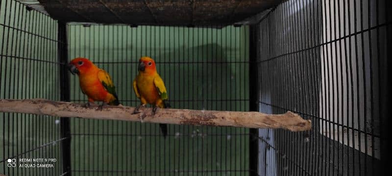 Sunconure Breedar pair With 2023 DNA 0