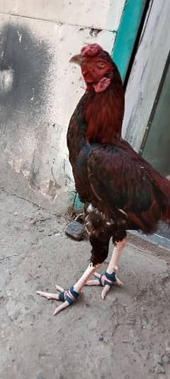 Healthy cock (Aseel differents breed ) For sell (03217537362