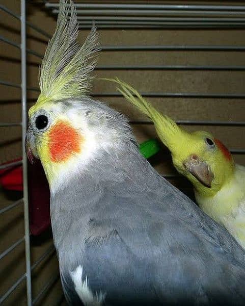 Cocktail Tamed Breeder Pair For Sell 1