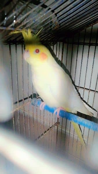 Cocktail Tamed Breeder Pair For Sell 2