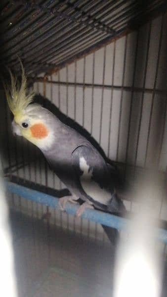 Cocktail Tamed Breeder Pair For Sell 3