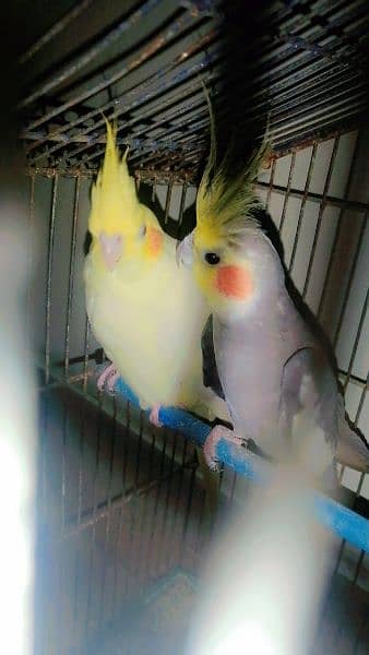 Cocktail Tamed Breeder Pair For Sell 4