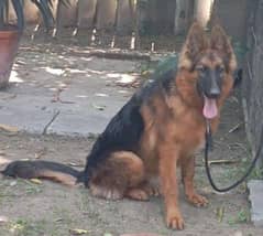 German Shepherd puppy