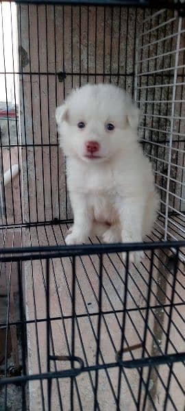 Russian puppies for sale 1