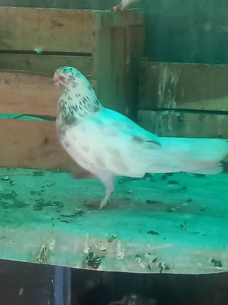 fancy pigeon, simple kabutar 5