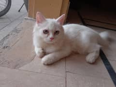 Persian female kitten fully friendly triple coat odd eys