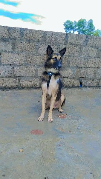 German shepherd And baghyre cross 0