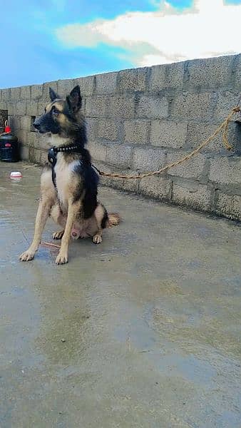 German shepherd And baghyre cross 1