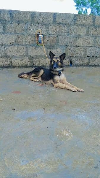 German shepherd And baghyre cross 3