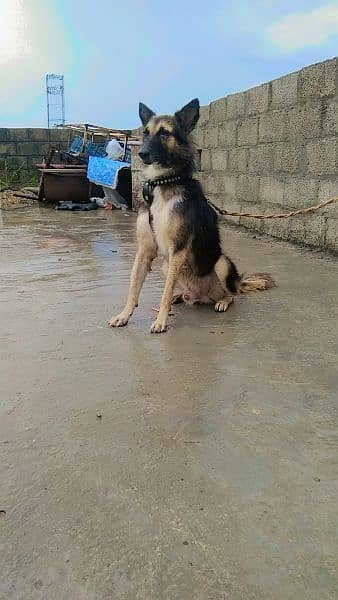 German shepherd And baghyre cross 6