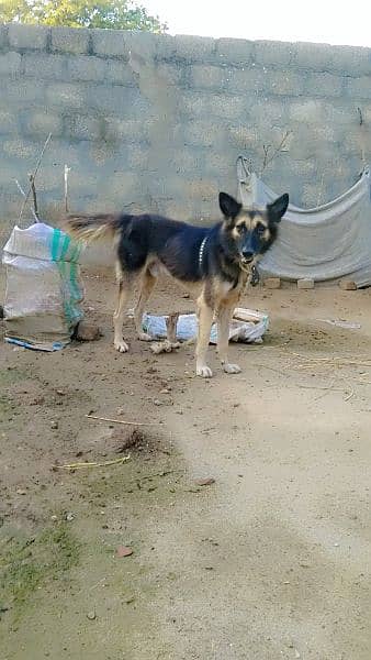 German shepherd And baghyre cross 7