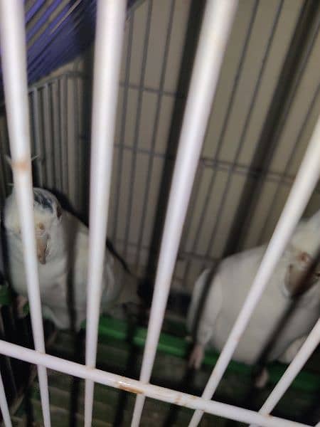 pure white albino cockatiel breeding pair for sale 0