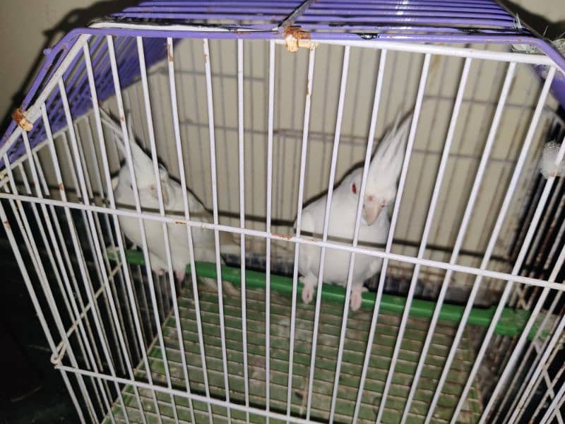 pure white albino cockatiel breeding pair for sale 1