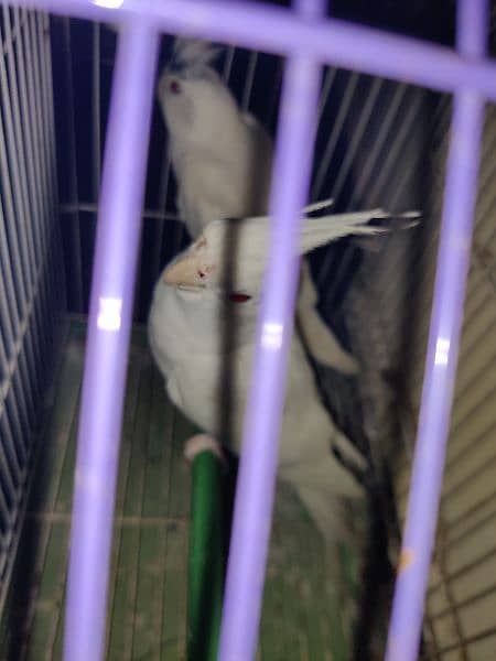 pure white albino cockatiel breeding pair for sale 2