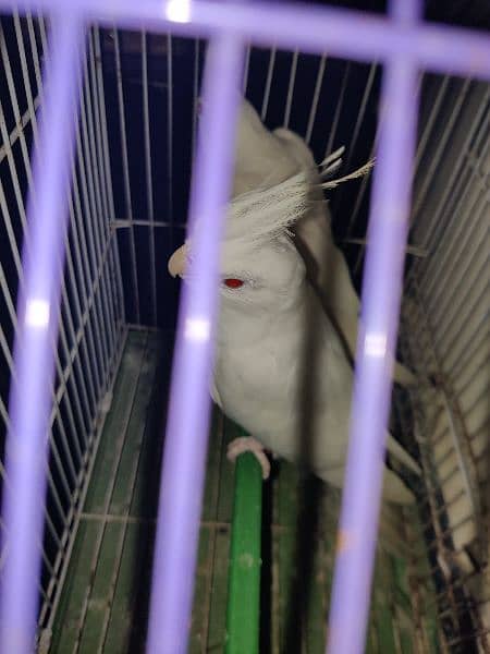 pure white albino cockatiel breeding pair for sale 3