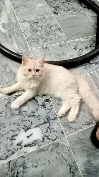 I sale sale one pair Persian cat 0