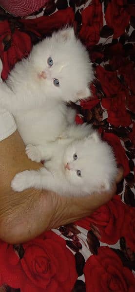 I sale sale one pair Persian cat 2